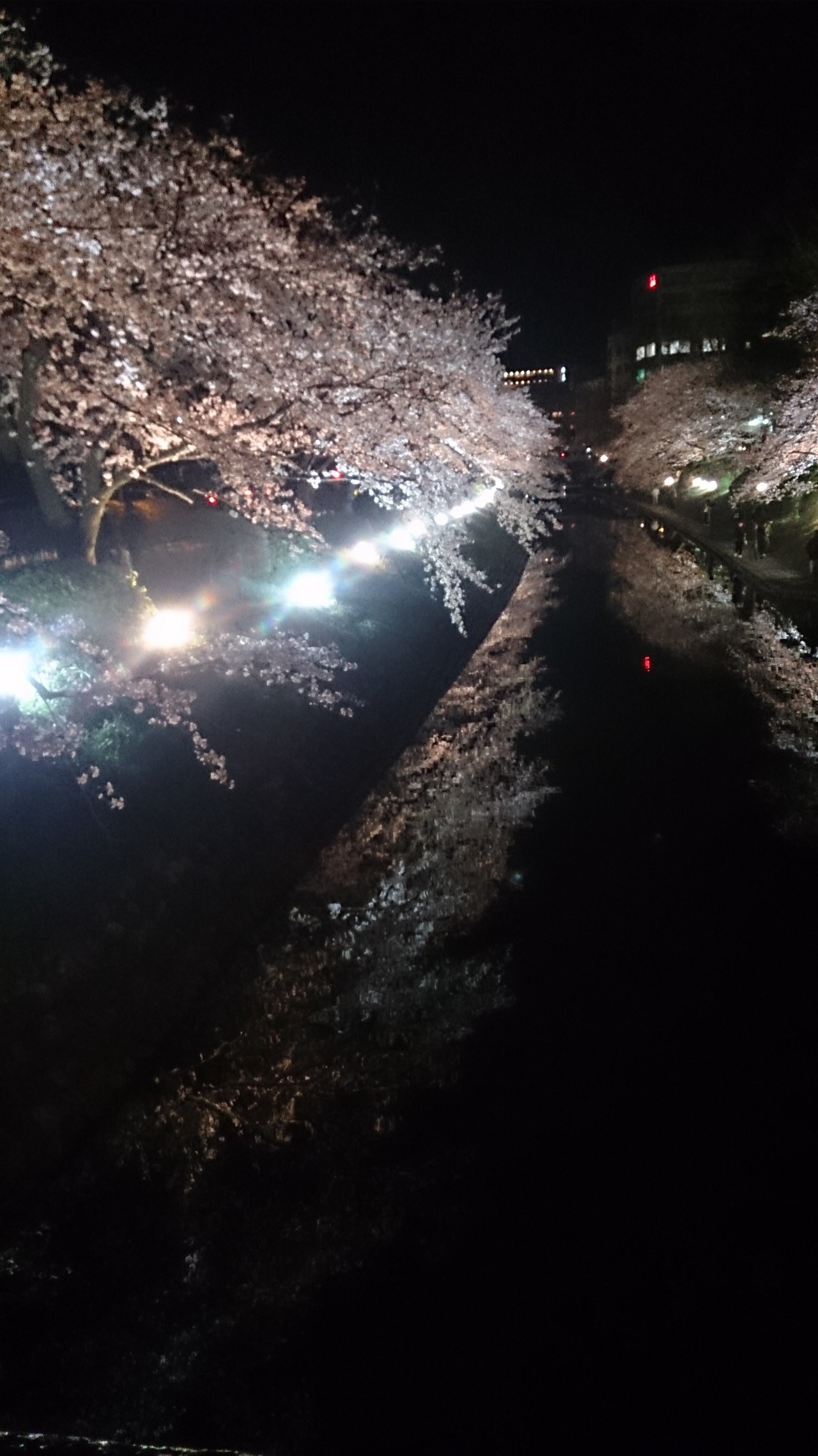 夜桜