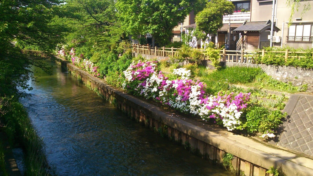 いたち川　5.18.jpg