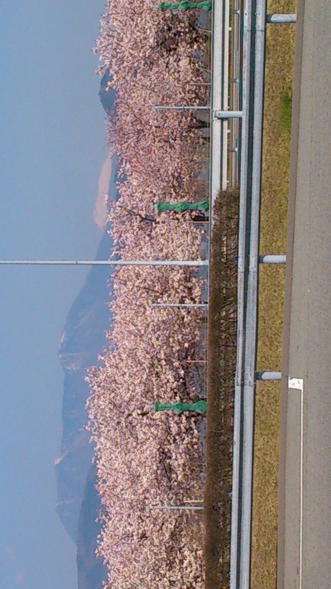 八重桜.jpg